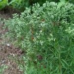 Eupatorium hyssopifolium 花