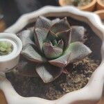 Echeveria purpusiorum Folha