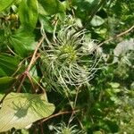 Clematis integrifolia Fruct
