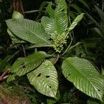 Psychotria panamensis Nyingine