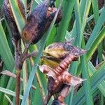 Iris pseudacorus Fruit