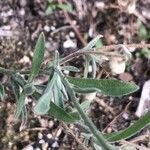 Andryala integrifolia Folha