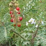 Solanum sisymbriifolium Vivejo