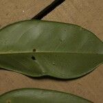 Swartzia polyphylla Feuille