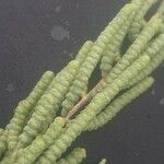 Arthrocnemum macrostachyum Likasa