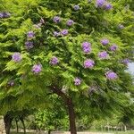 Jacaranda mimosifolia Flower