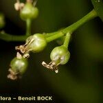 Bosea yervamora Fruit