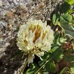 Trifolium occidentale Blomma