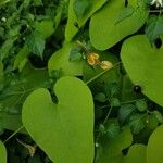 Aristolochia anguicida List