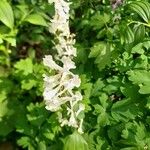 Corydalis cavaফুল