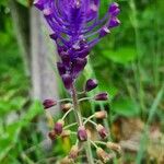 Muscari matritense Flower