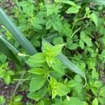 Cleome aculeataЛисток