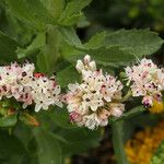 Eriogonum parvifolium Цветок