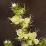 Pectocarya setosa Fruit