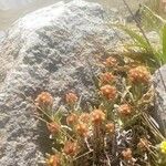 Gnaphalium supinum Flower