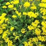 Coronilla minima عادت داشتن