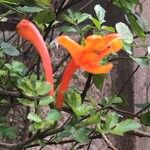 Tecomaria capensis 花