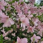 Rhododendron schlippenbachii Kukka