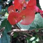 Holmskioldia sanguinea Květ