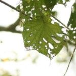 Dombeya ciliata Folla