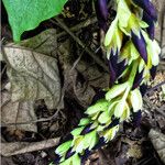 Mucuna pruriens Flower