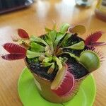 Dionaea muscipula Folha