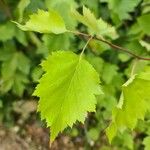 Crataegus submollis Hoja