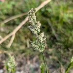 Polypogon viridis Žiedas