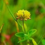 Trifolium badiumBlüte