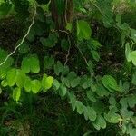 Bauhinia purpurea Feuille