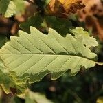 Quercus hartwissiana Цвят