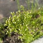 Conyza bonariensis 花