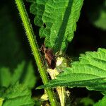 Urtica dioica Leaf