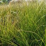 Carex testacea Lapas