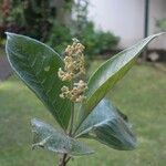 Arachnothryx buddleioides Άλλα