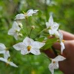 Solanum laxumFleur