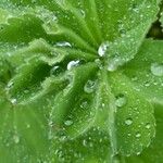 Alchemilla xanthochlora Leaf