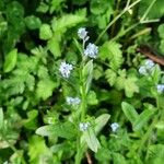 Myosotis arvensisКвітка