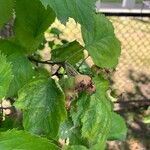 Crataegus coccinea Vaisius