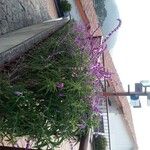 Salvia leucantha Kvet