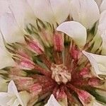 Trifolium nigrescens Floro