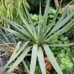 Yucca glauca Blad