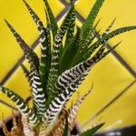 Haworthia attenuata পাতা