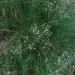 Deschampsia flexuosa Květ