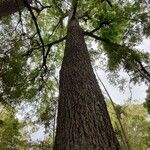 Carya illinoinensis Habitat