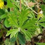 Potentilla argentea Liść