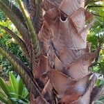 Metroxylon vitiense Bark