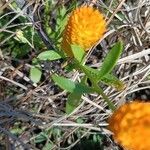 Polygala lutea 花