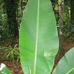 Musa velutina Folha