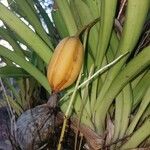 Cymbidium aloifolium Fruit